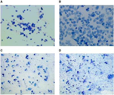 Determination of the rat estrous cycle vased on EfficientNet